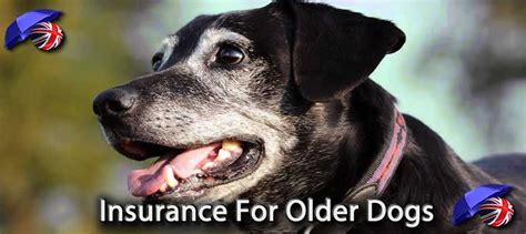 dog insurance for older dogs uk.